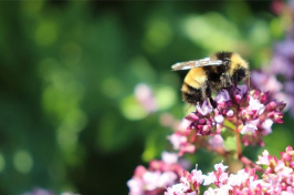 a bumblebee on some flowers, photo by Molly Jacobson of UNH