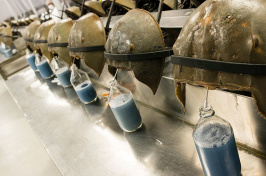 blood being drained from horseshoe crabs