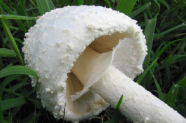 the mushroom Amanita thiersii 
