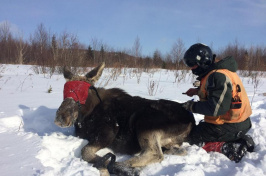 a moose captured for a tick count