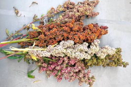 Multicolored quinoa seed heads grown at the UNH Woodman Horticultural Research Farm in 2017