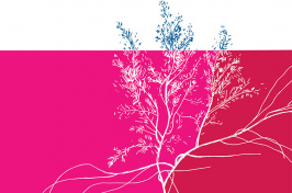 pink and red illustration of an invasive seaweed