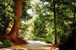Image of woods, pexels.com