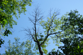 Ash tree infested with the emerald ash borer