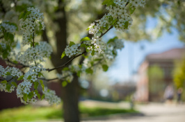 a spring blossom on the campus of the University of New Hampshire in Durham
