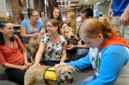 Visits from therapy dogs are one of the stress-reducing activities offered during Frazzle Free Finals at UNH Manchester