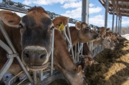 UNH scientists receive $2M grant to support organic dairy industry