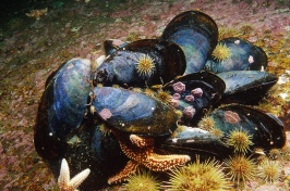 cluster of mussels on ocean floor