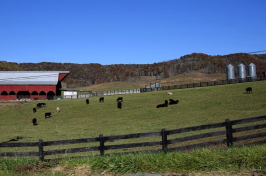 Photo of rural farm land with cows