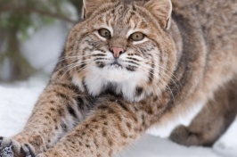 Are New Hampshire’s Bobcats Well-Connected?