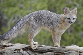 Listeria Found in Wild Gray Foxes in New Hampshire