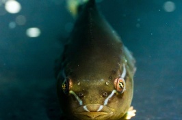 Lumpfish Hold Potential for Managing Sea Lice Infestations at Fish Farms