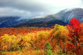 Photograph showing the forests in Northern New Hampshire