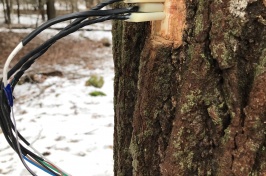 Doctoral student David Moore has been monitoring sap flow in several species of native, deciduous hardwoods during winter dormancy.