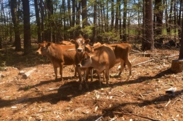 A small group of brown cows stand in a clearing in the woods.