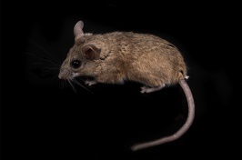 A cactus mice used in the study with a black background.