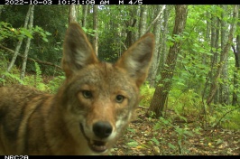 A coyote looks into a game camera while in the forest.