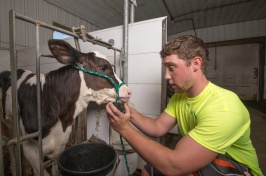 A young man pets the face of a calf in a stall