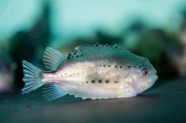 A juvenile lumpfish sits at the bottom of a tank.