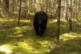 A black bear walking through a forest with moss-covered ground and trees in the background, approaching the camera.