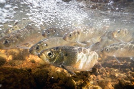 A school of alewives swimming in the water.