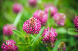 An image of red clover in a field.