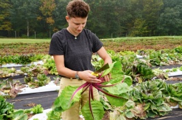 UNH research scientist Lilly Hartman cuts into a radicchio head while standing in a plot at UNH's Woodman Horticultural Research Farm.