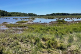 Salt marsh at the Rachel Carson Wildlife Refuge where the restoration is taking place.