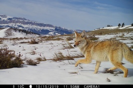 a coyote walks through snow