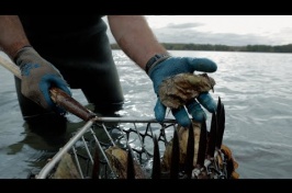  Making Reefs Out of Unsold Oysters