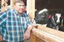 Rick Flint, a fourth-generation dairy farmer on the Androscoggin River in Milan, gets nibbled Wednesday afternoon by a steer that is part of a group that is receiving a special diet to help them grow bigger, faster and better than their forage-fed counterparts. (JOHN KOZIOL/Union Leader Correspondent)