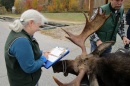 Kristine Rines checks in a moose taken in this year's hunt, which ended Sunday. (COURTESY)