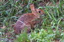 New England cottontail rabbit
