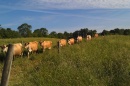 A herd of lactating Jersey dairy cows at the UNH Organic Dairy Research Farm walk to pasture