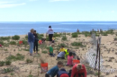 students plant seagrass on Plum Island