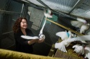 Rebecca Calisi working with pigeons in a cage (Photo: Karin Higgins/UC Davis)