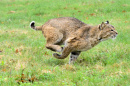 A bobcat runs after being released last month in Chesterfield, New Hampshire. (Kristopher Radder/Brattleboro Reformer via AP)
