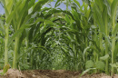 A view of a cornfield 
