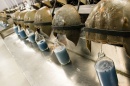 blood being drained from horseshoe crabs