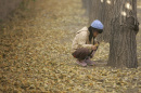 A girl plays in the aftermath of a giant ginkgo dump in Beijing in 2006.