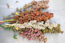 Multicolored quinoa seed heads grown at the UNH Woodman Horticultural Research Farm in 2017