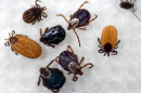 Ticks are displayed that were collected by South Street Veterinary Services in Pittsfield, Mass., on May 15, 2017. Tick numbers are on the rise across New England this spring, raising the prospect of an increase in Lyme and other diseases. Ben Garver / Berkshire Eagle via AP file