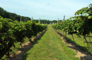 grape vines at UNH's Woodman Horticultural Research Farm, a facility of the the NH Agricultural Experiment Station