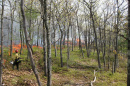 prescribed fire use in a forest