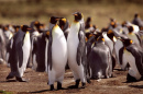 a group of king penguins
