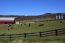 Photo of rural farm land with cows
