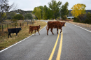 Cows cross an empty road in rural America