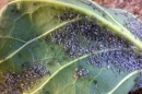 UNH Research: Organic Pesticides Help Manage Cabbage Aphids on Brussels Sprouts