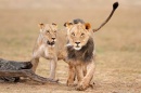 Two lion cubs walk across a field in Africa.