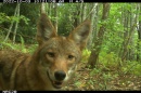 A coyote looks into a game camera while in the forest.